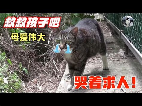 小動物死掉怎麼處理|家中寵物(狗狗/貓)過世身後事處理教學，委託單位與寵。